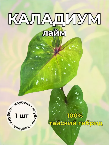 Каладиум "Лайм" клубень