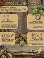 Молочные шишки сосны сушеные