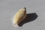 Ракушка Стромбус гиббосус (Gibberulus gibbosus)