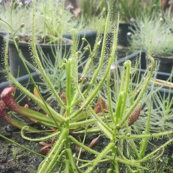 Росянка Drosera finlaysoniana — семена, 3 шт.