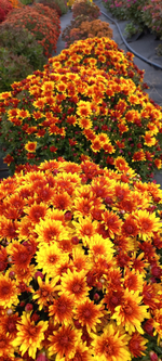 N188 BOREALIE ORANGE