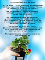 Пеларгония Ю Царская Невеста розебудная