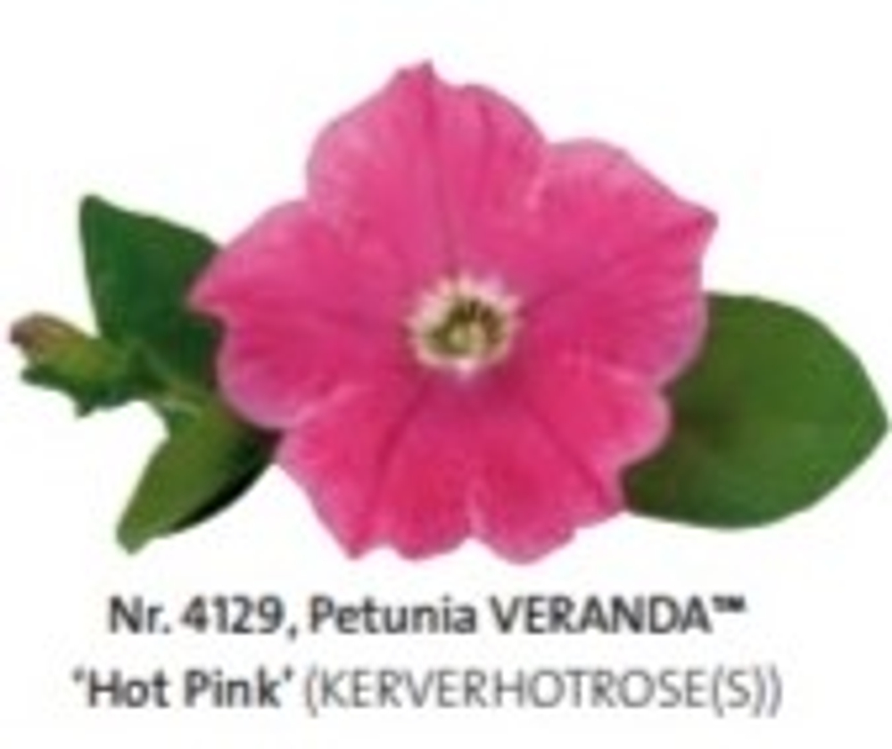 Петуния Petunia VERANDA Hot Pink ЕВРО укорененный черенок ЯНВАРЬ 27 поставка 12