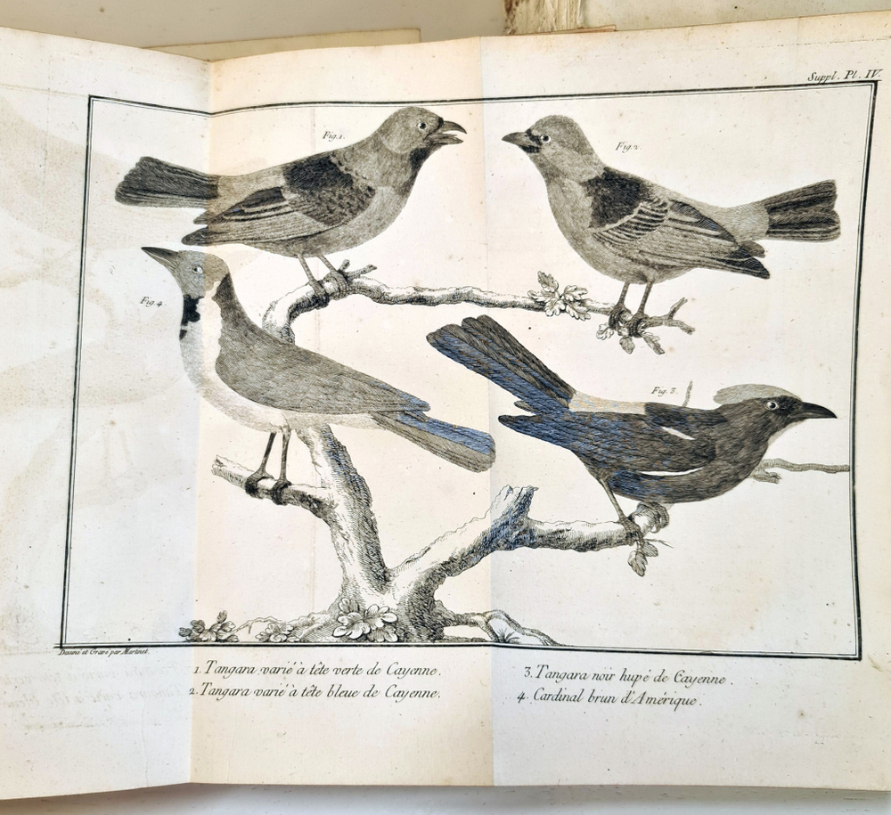 "Орнитология или метод, содержащий разделение птиц на отряды. (Ornithologie ou methode contenant la division des oiseaux en ordres)". Mathurin-Jacques Brisson (Матюрен-Жак Бриссон). 0г.