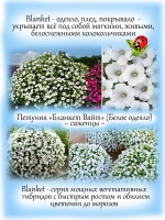 Петуния Бланкет Вайт мощная