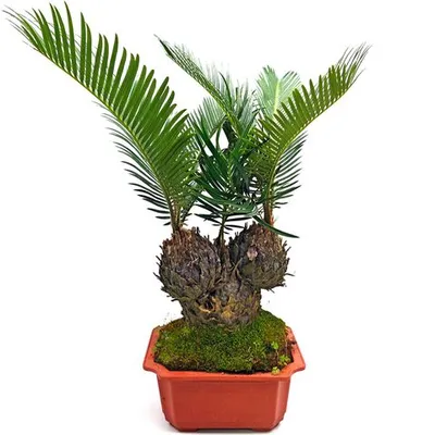 Саговник поникающий Cycas revoluta в горшке