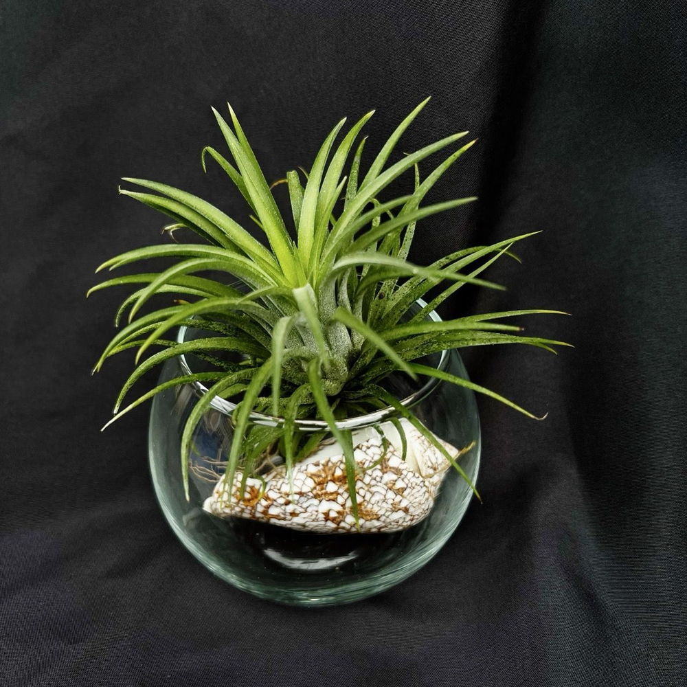 Тилландасия красная фиалкоцветковая ionantha rubra, атмосферное растение