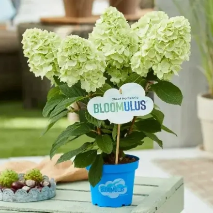 Цирус Облачная серия (Bloomulus Cirrus) р9 (0.5 л.) август-сентябрь 2026 г.