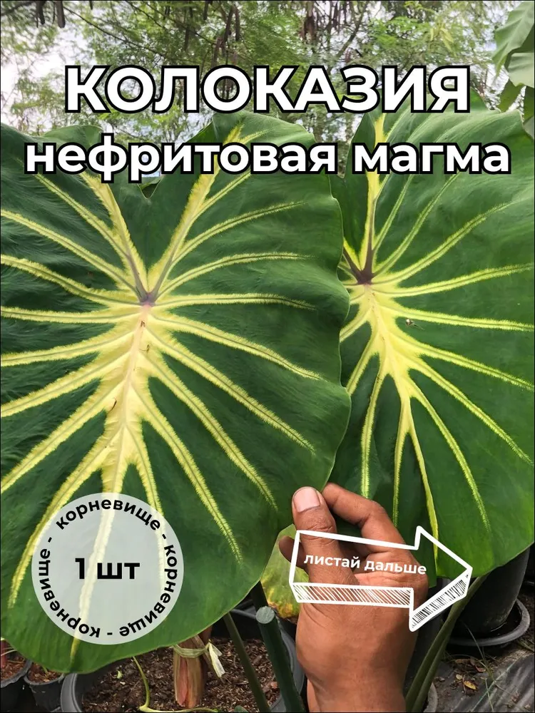 Колоказия Нефритовая Магма Jade magma корневище