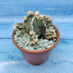 Astrophytum Myriostigma "Hakujo Fukuryu"  (Астрофитум)