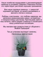 Злак Овсяница аметистовая злак многолетний
