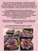 Молодило Красный Сэм каменная роза