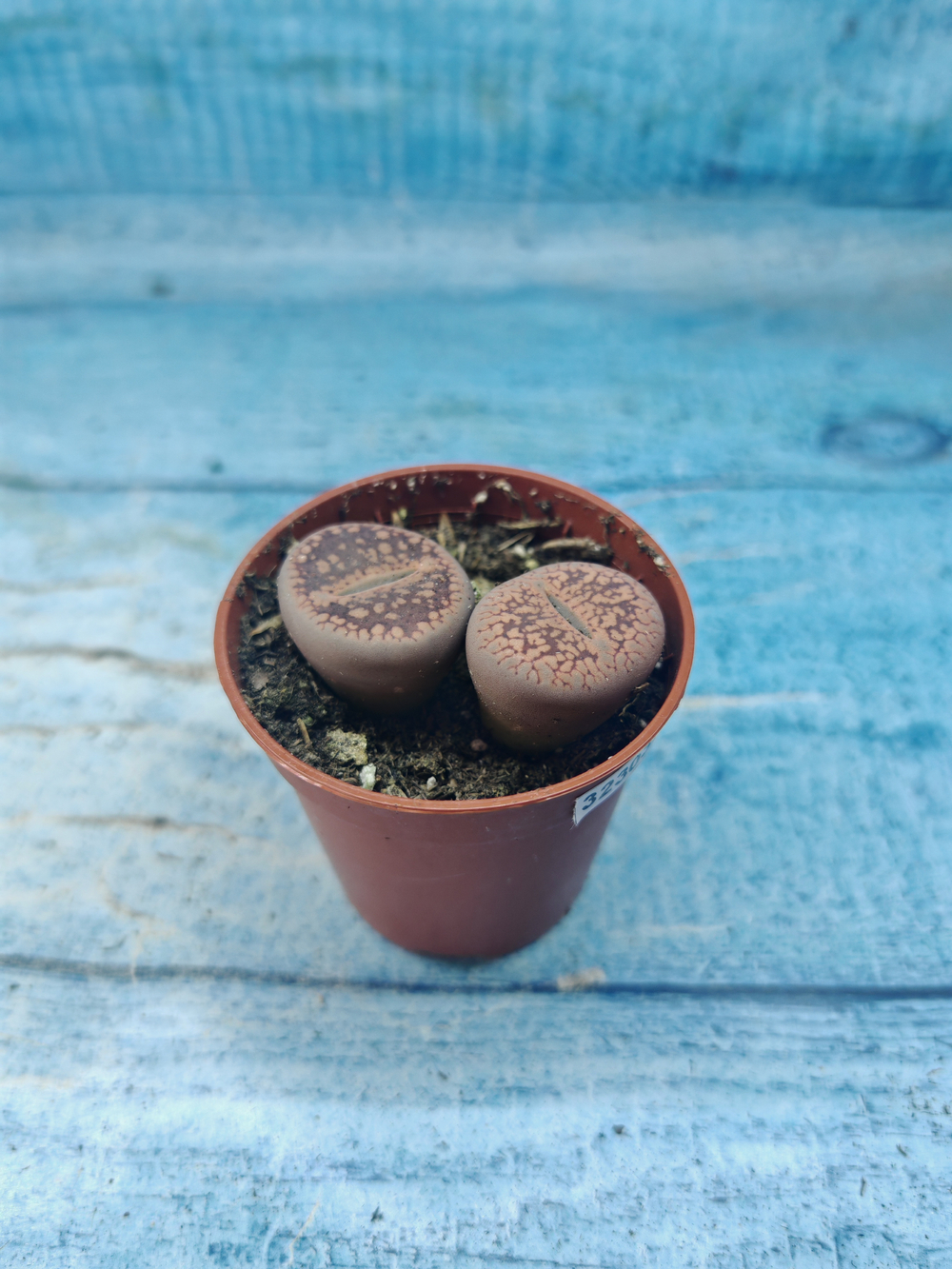 Lithops sp. (Литопсы)