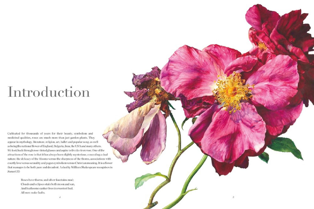 Rosie Sanders' Roses: A Celebration In Botanical Art