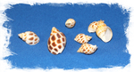 Ракушка Бабилония Ареолати