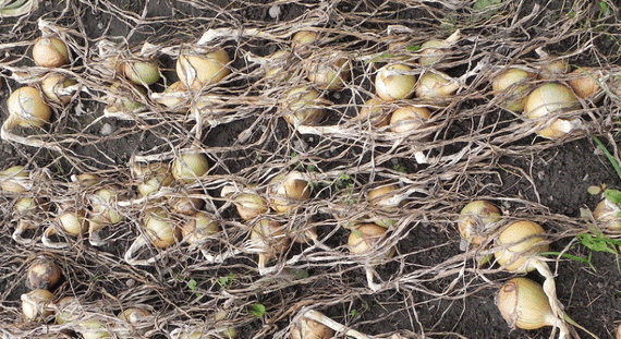 Барито F1 семена лука репчатого (Seminis / Семинис) – фото 5