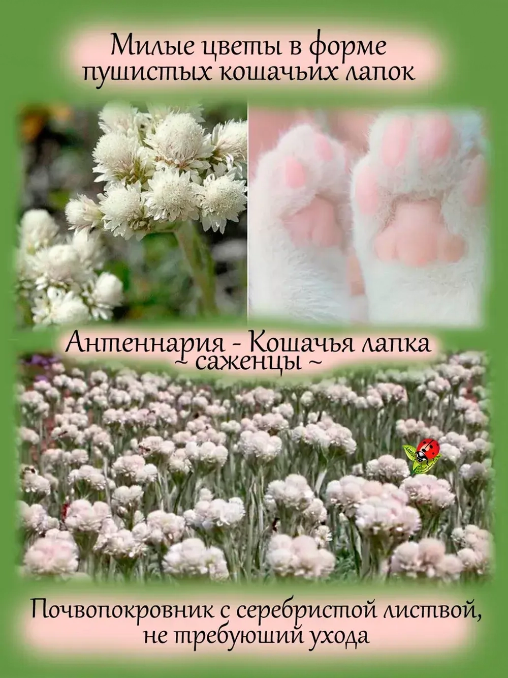 Антенария Белая Кошачья лапка
