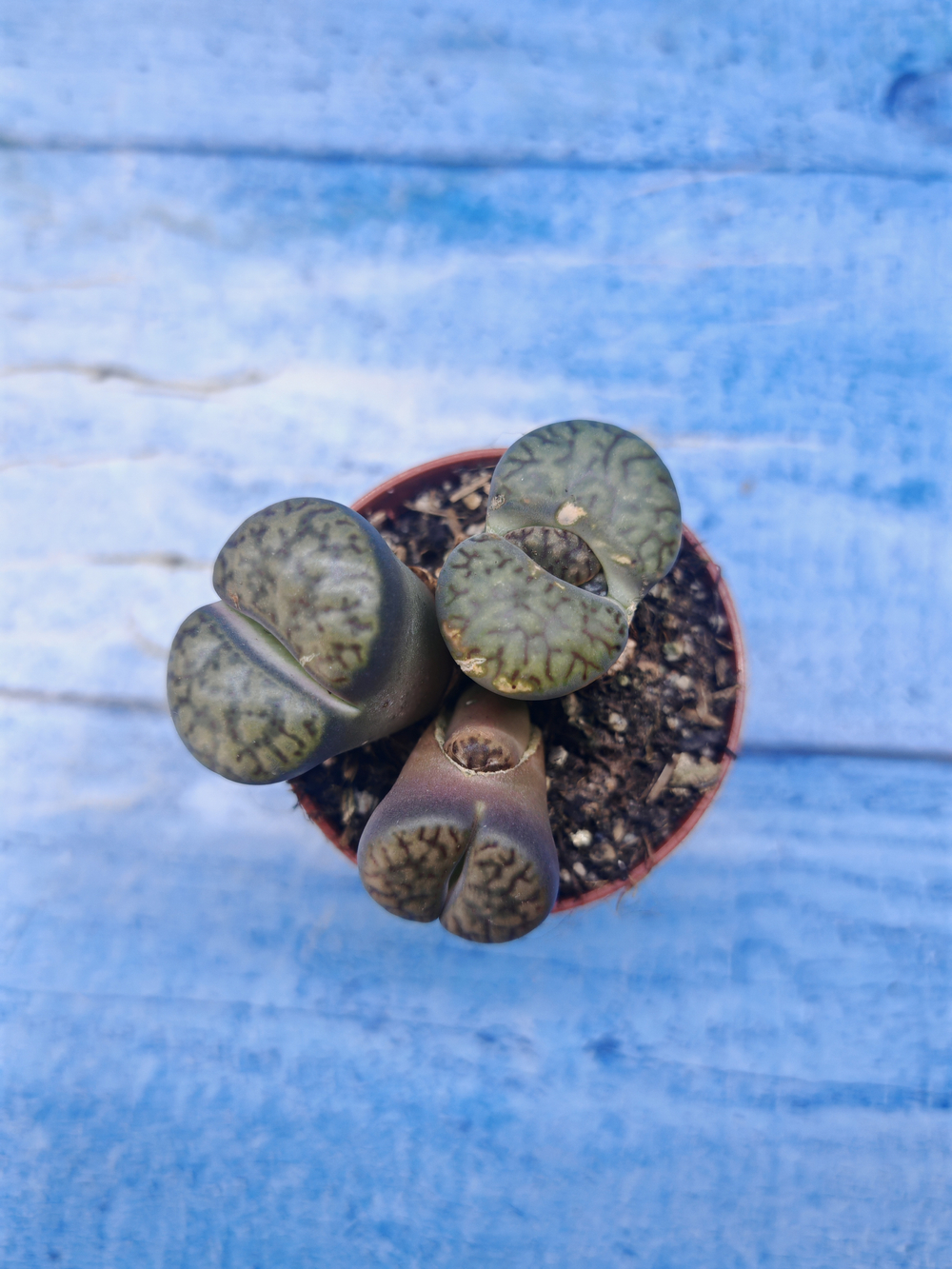Lithops sp. (Литопсы)