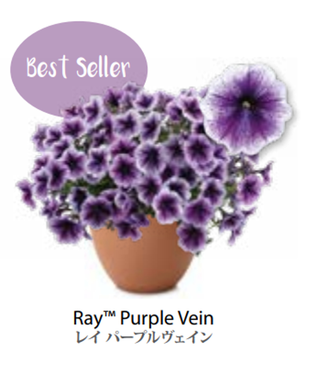 ЕВРО Петуния RAY Purple Vein ЕВРО укорененный черенок МАРТ поставка 22