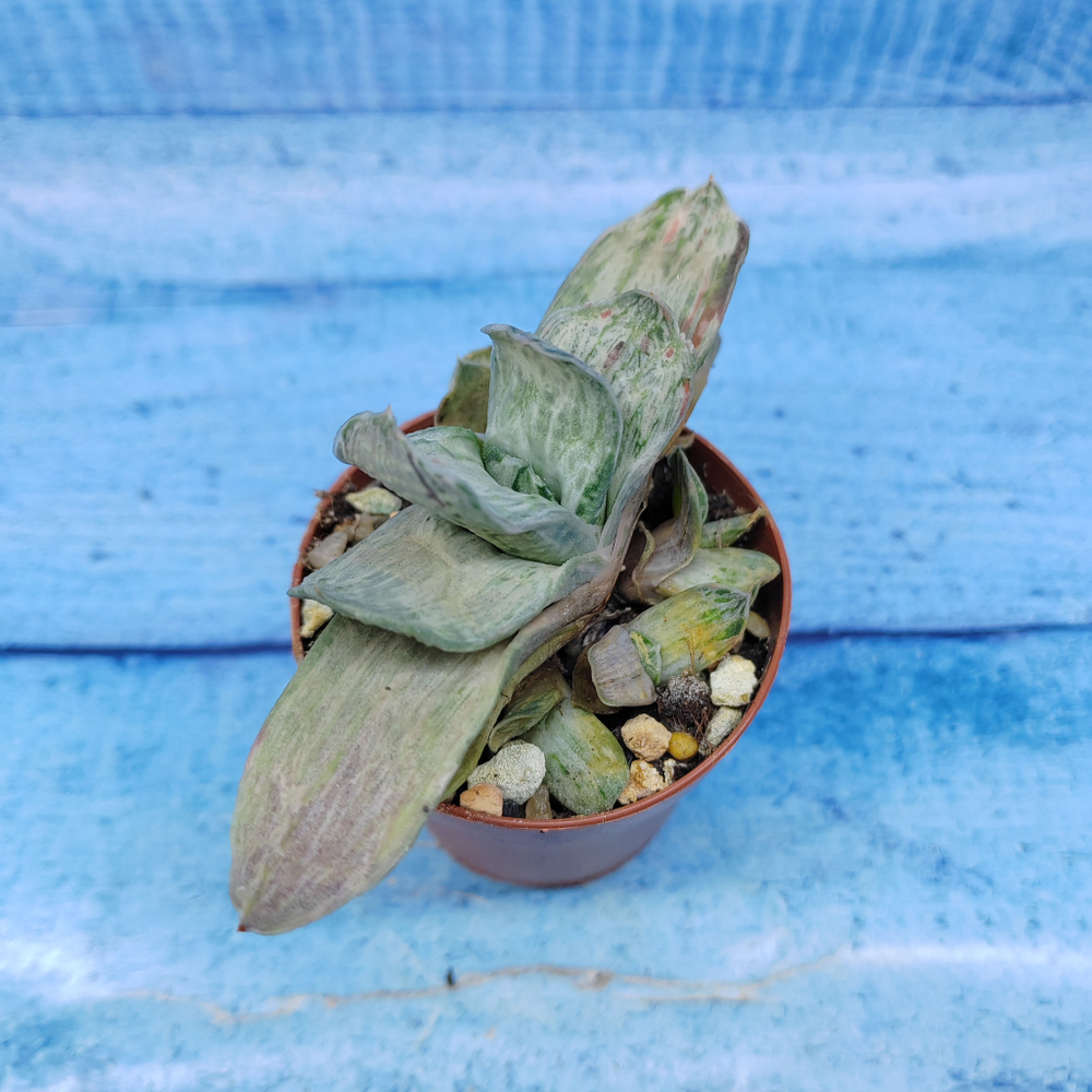 Gasteria Gracilis variegata (Гастерия)