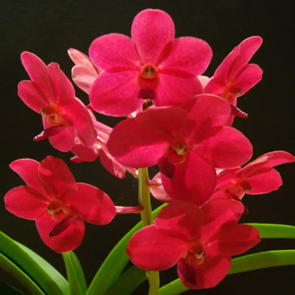 Аскоценда Ascocenda Peggy Foo ( Vanda )
