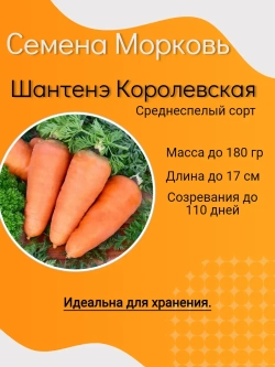 Семена Морковь