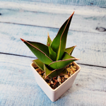 Sansevieria Abbey Crown (Сансевиерия)