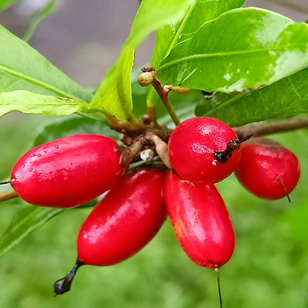 Синсепалум сладкоплодный/Чудесные ягоды – Synsepalum dulcificum (50)