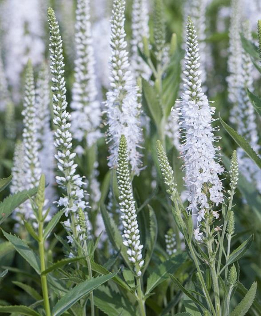 Вероника длиннолистная "Alba".  Veronica longifolia "Alba".