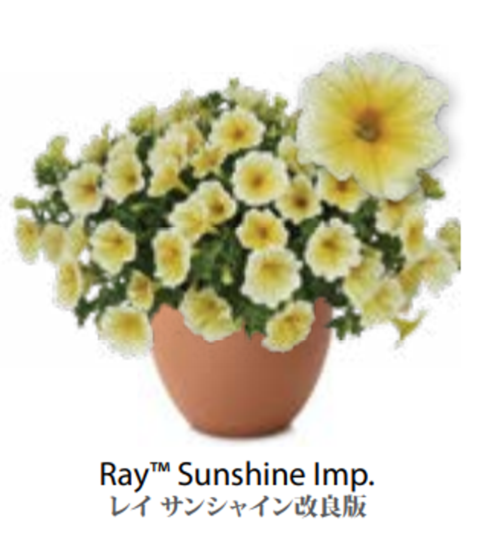 ЕВРО Петуния RAY Sunshine Imp. ЕВРО укорененный черенок начало января поставка 9