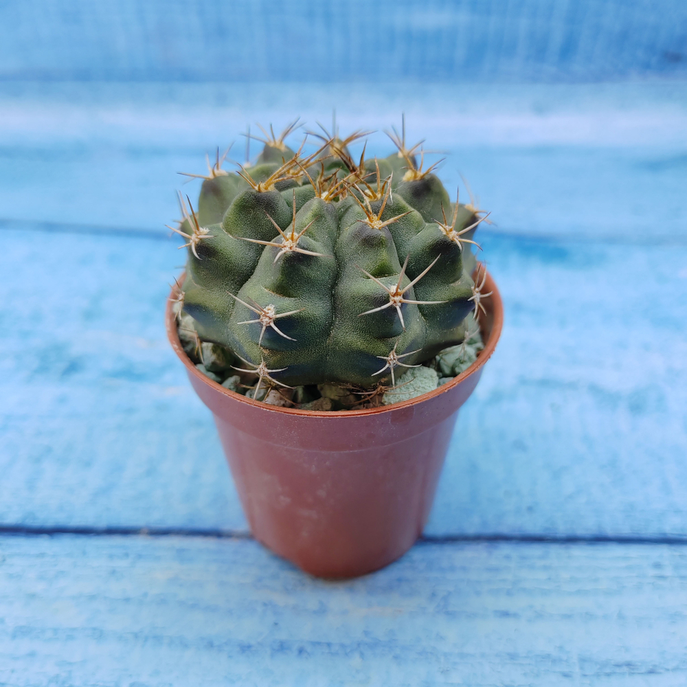 Gymnocalycium Friedrichii (Гимнокалициум)