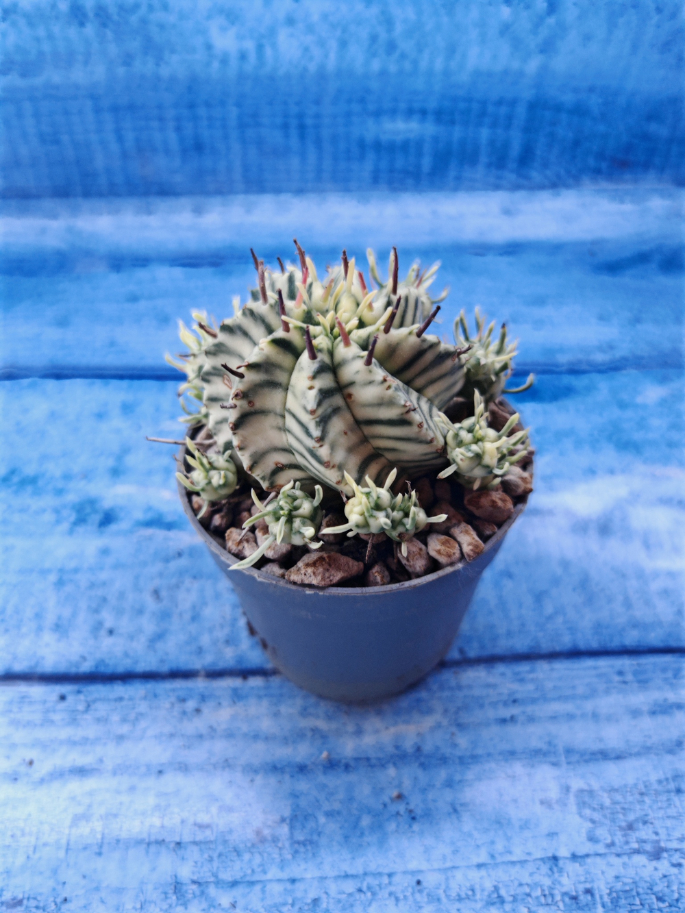 Euphorbia meloformis f. Variegated (Эуфорбия вариегатная)