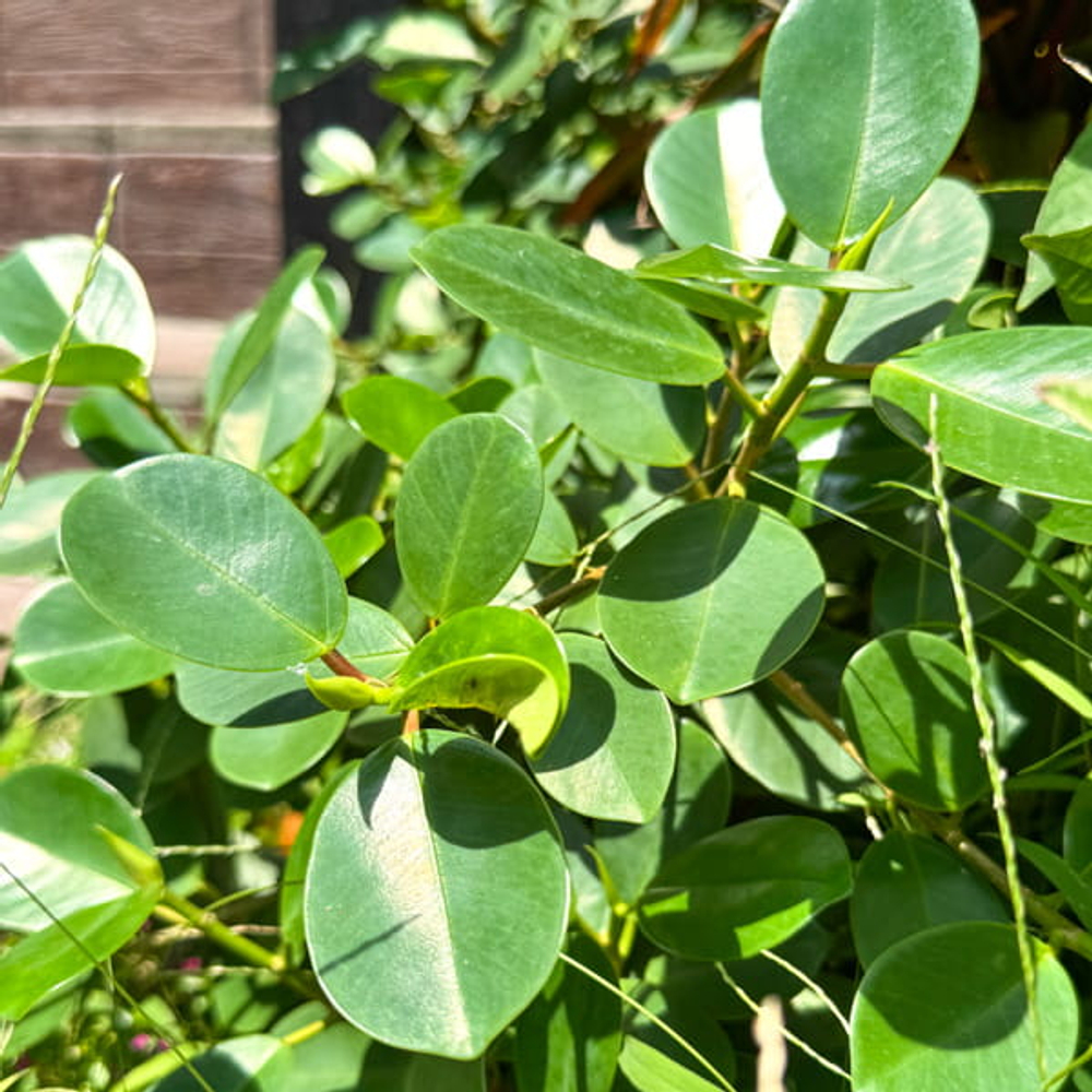 Фикус кольчатый – Ficus annulata