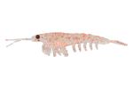 Приманка NIKKO Okiami Shrimp L 58мм #Orange Glitter