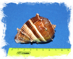 Мелонгена мелонгена, 6-8см, 1шт