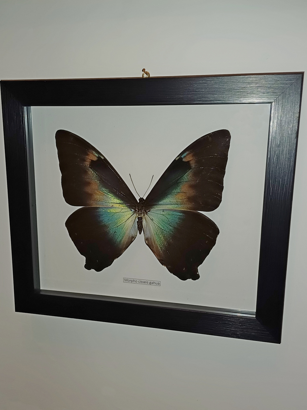Бабочка Morpho cisseis gahua в рамке