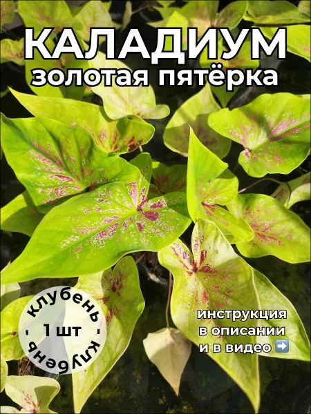 Каладиум Золотая Пятёрка клубень — живое растение