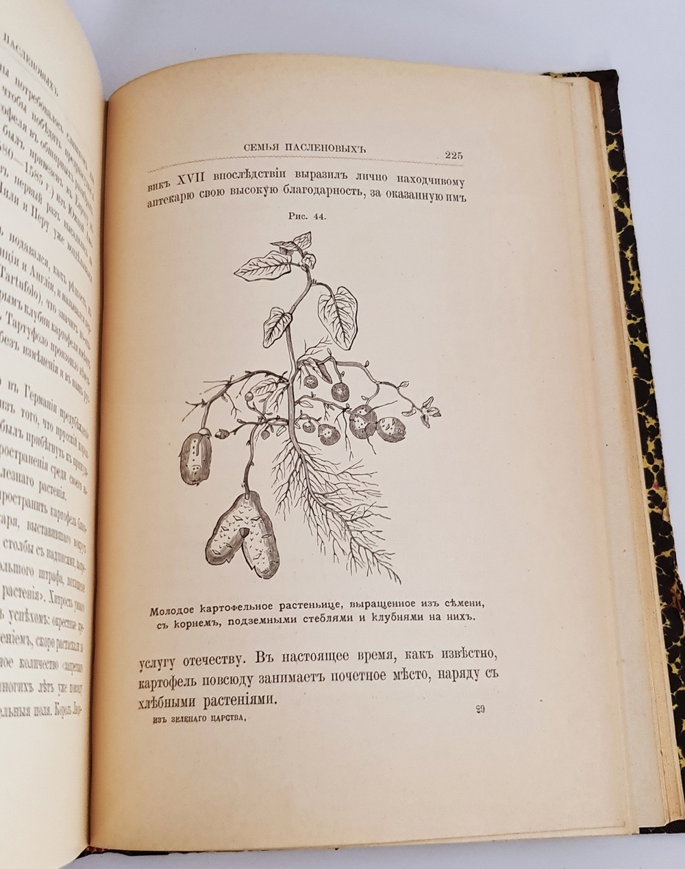 "Из зеленого царства. Популярные очерки из мира растений". Д.Н.Кайгородов. 1902г.