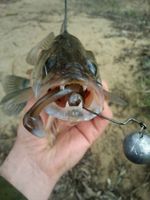 Мягкая приманка Lucky John MINNOW 2.2in (56 мм), цвет T57, 10 шт/уп