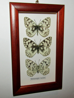 Бабочка Melanargia russiae в рамке