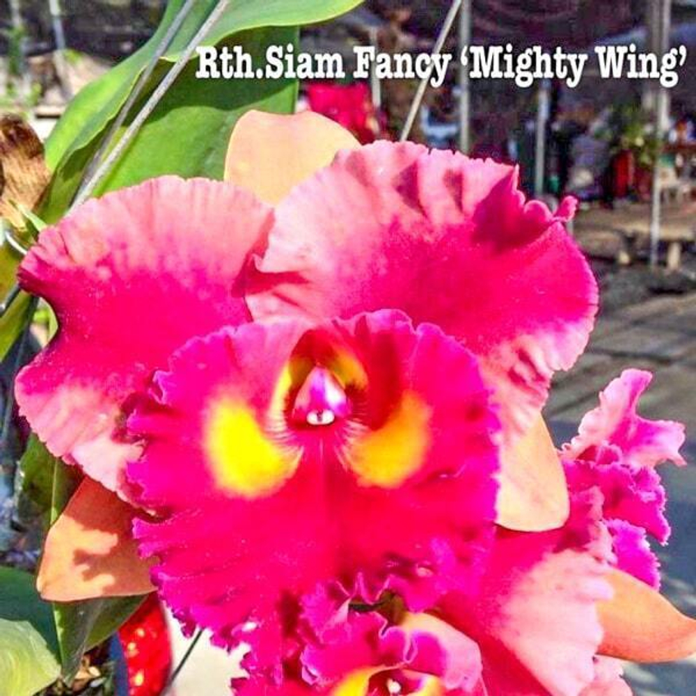 Орхидея ринкаттлеанте RTH. SIAM FANCY 'MIGHTY WING'