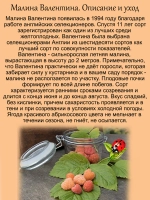 Малина Валентина абрикосовая сладкая