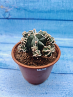 Astrophytum Myriostigma "Hakujo Fukuryu" (Астрофитум)