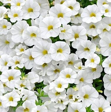 19334 Калибрахоа Calita Compact White Citrus Eye (Весна 2026)