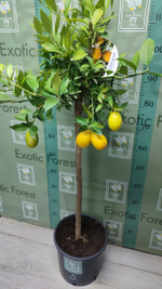 Lemonquat