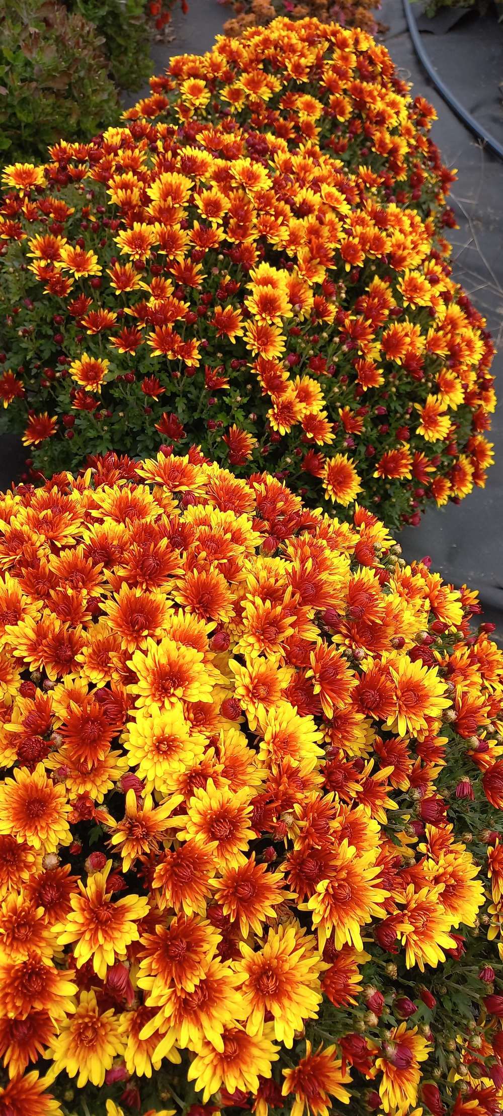 N188 BOREALIE ORANGE
