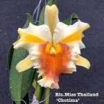 Орхидея ринхолелиокаттлея RLC. MISS THAILAND CHUTIMA