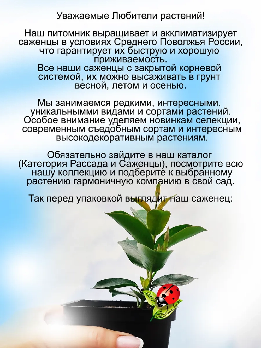 Дипладения Розовый румянец мандевилла