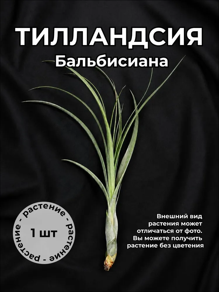 Тилландсия Бальбисиана (Balbisiana), атмомферное растение