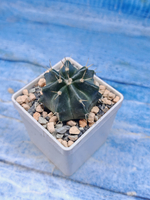 Echinocereus Knippelianus (Эхиноцереус 7 ребер)